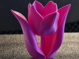 Tulpe