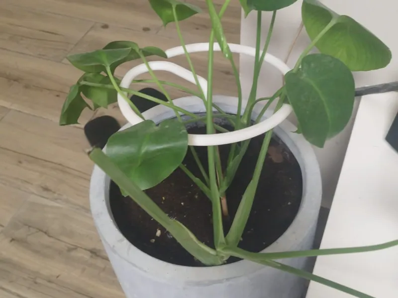Plant G Holder