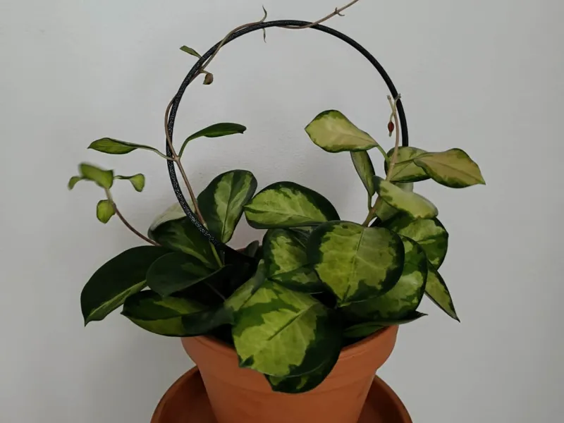 Plant Support Ring
