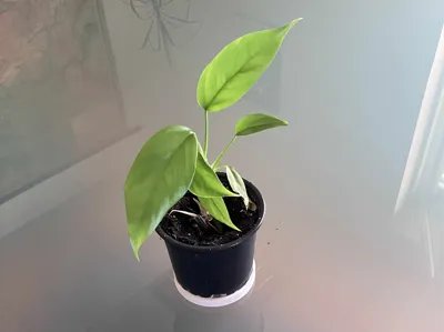 Gyroid Flower Pot Stand