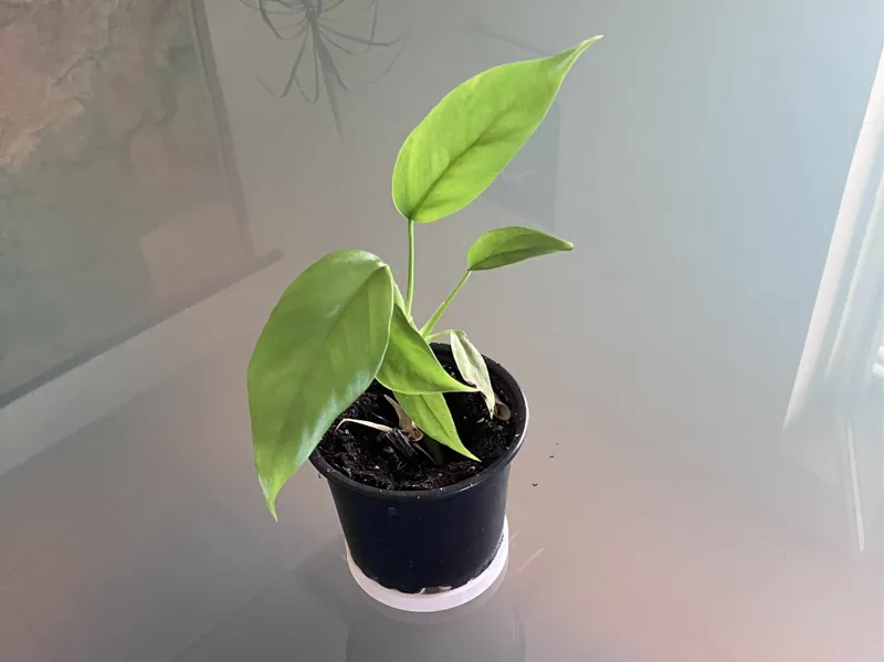 Gyroid Flower Pot Stand