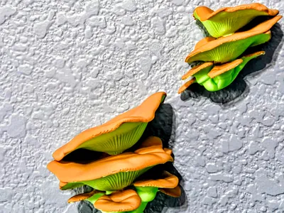 Oyster Mushroom Wall Art