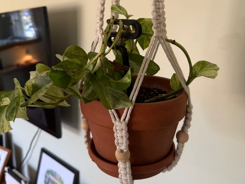 Mini Plant Support