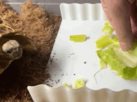 Turtle Food Tray