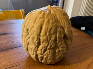 Noce gigante contenitore