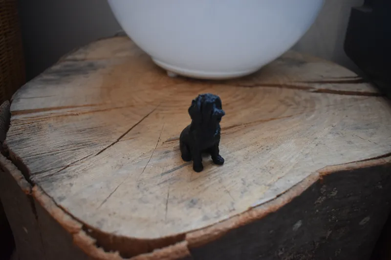 Cute Dog