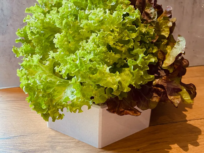 Salat Vase Polygon 