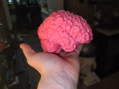 Human Brain! (Real MRI Scan Reconstruction)