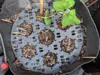 Circular Planter