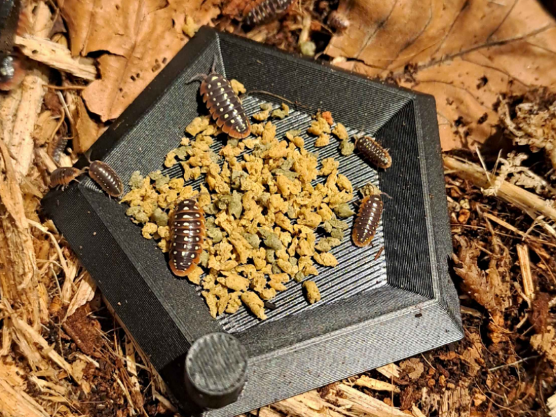 Feeding dish - Insect - Isopod 
