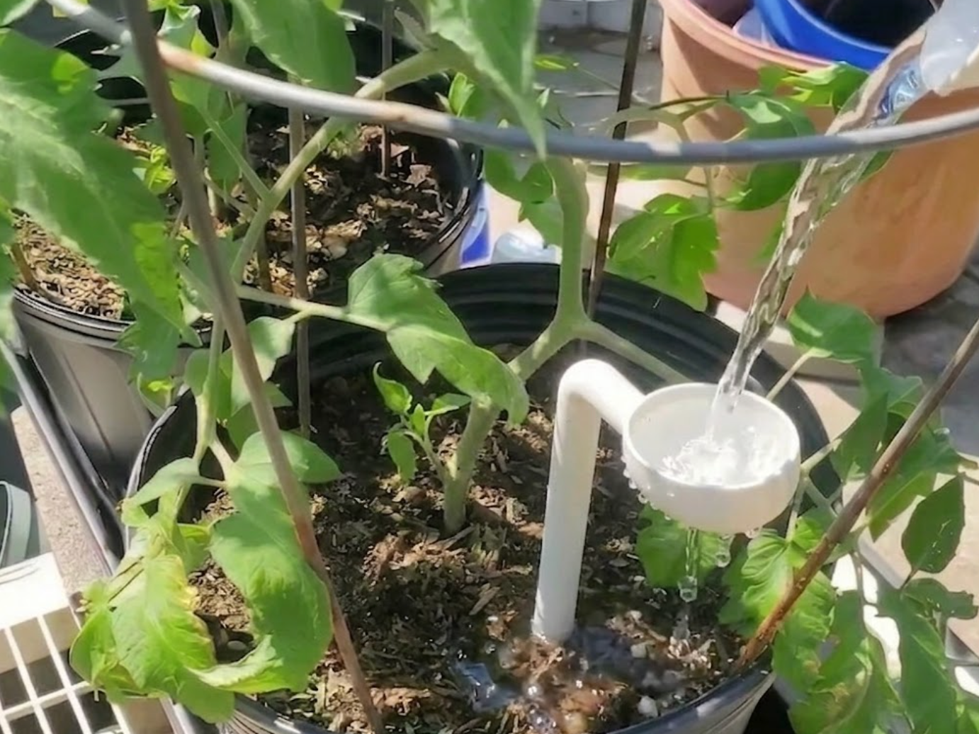 Watering Straw