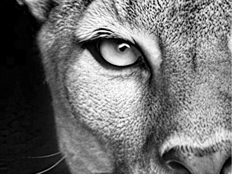 Mountain Lion