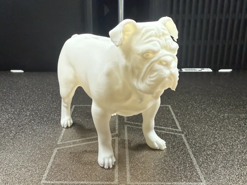 Dog - Bulldog