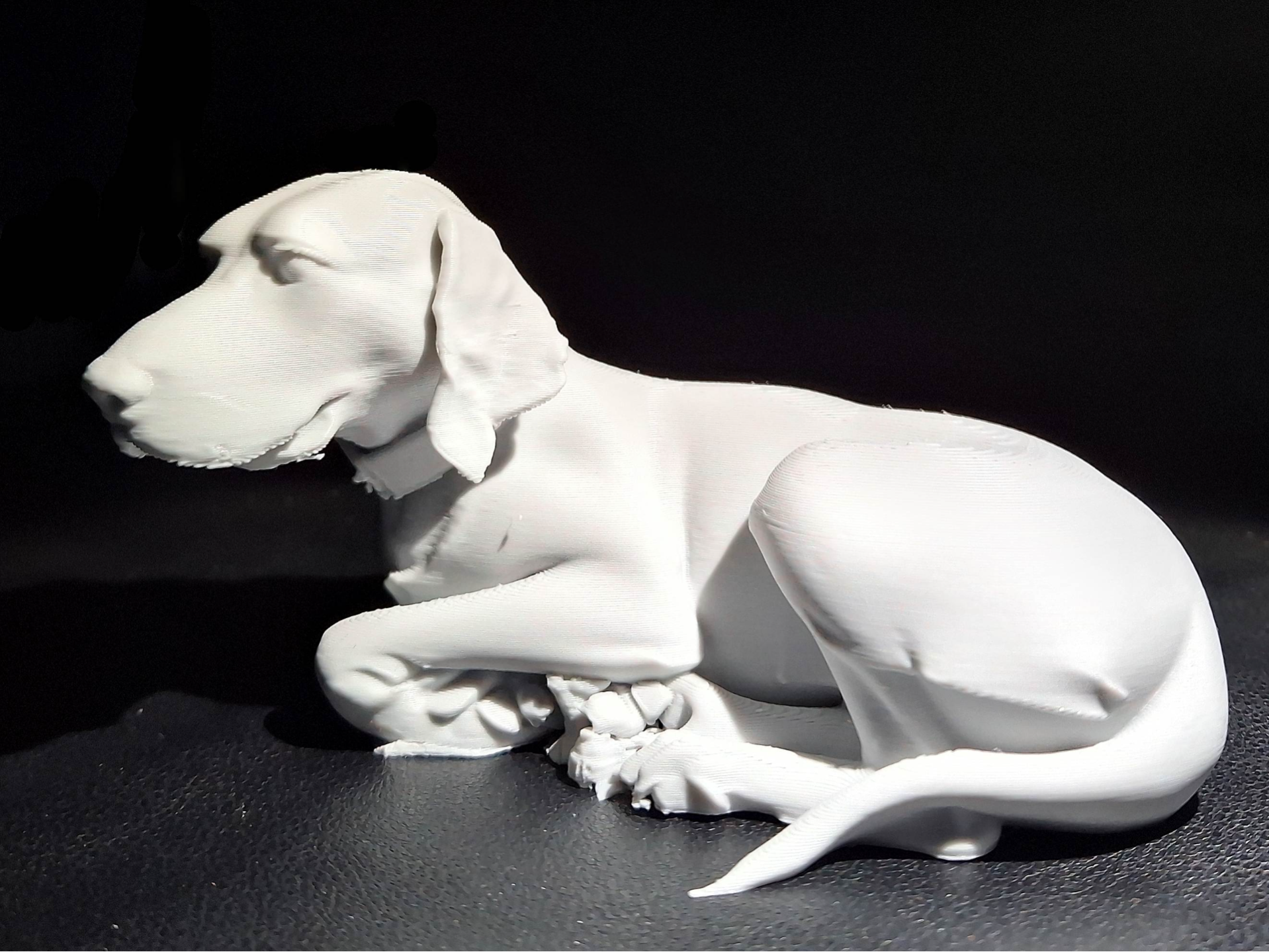 Elegant Majestic Weimaraner or Vizsla dog