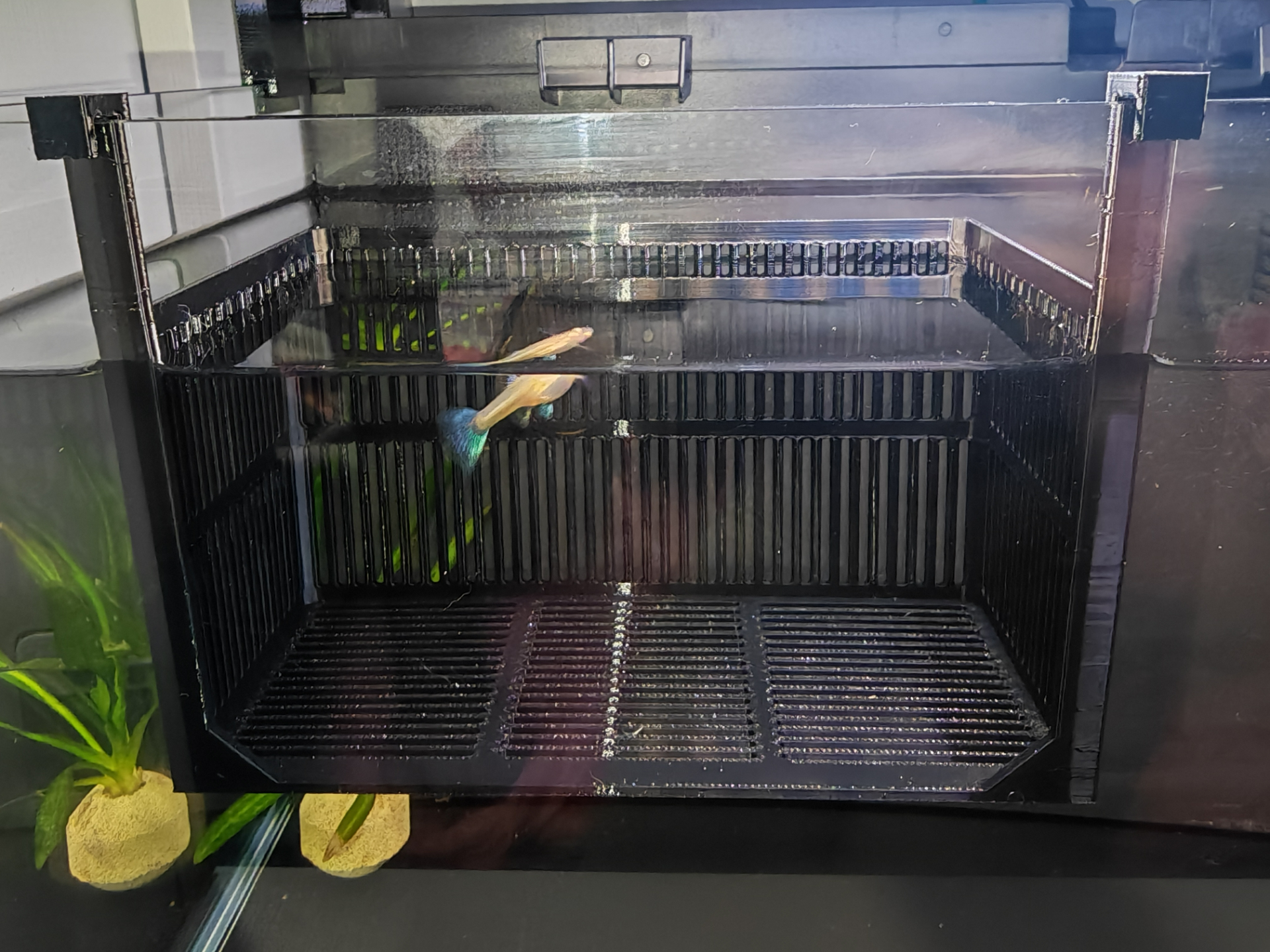 Miniatura 1 do modelo 3D 孔雀鱼隔离产房，可观察，适配小米鱼缸及市面上90%以上鱼缸，强度高，仅需63g耗材，a1mini