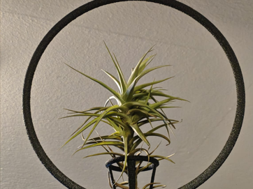 Supporto ad arco per Tillandsia – eleganza sospesa