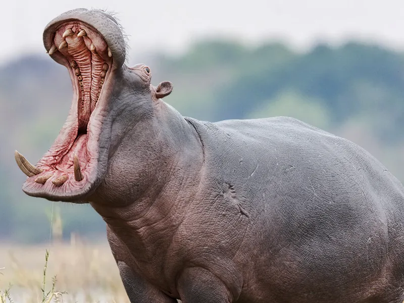 Realistic Open‑Mouth Hippopotamus 3D Model 