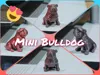 Cute Mini Bulldog