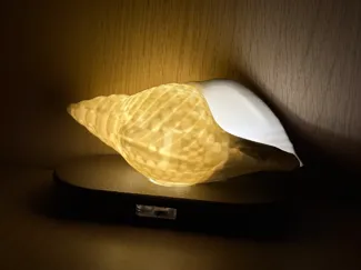 Caribbean Shell LED Lamp — Warm Amber Glow
