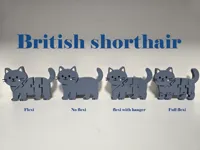 British shorthair no flex