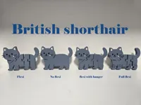British shorthair flexi with hanger