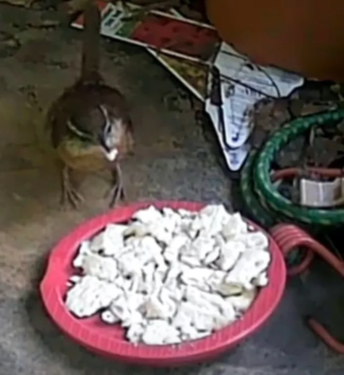 Rudimentary Table-top Bird Feeder