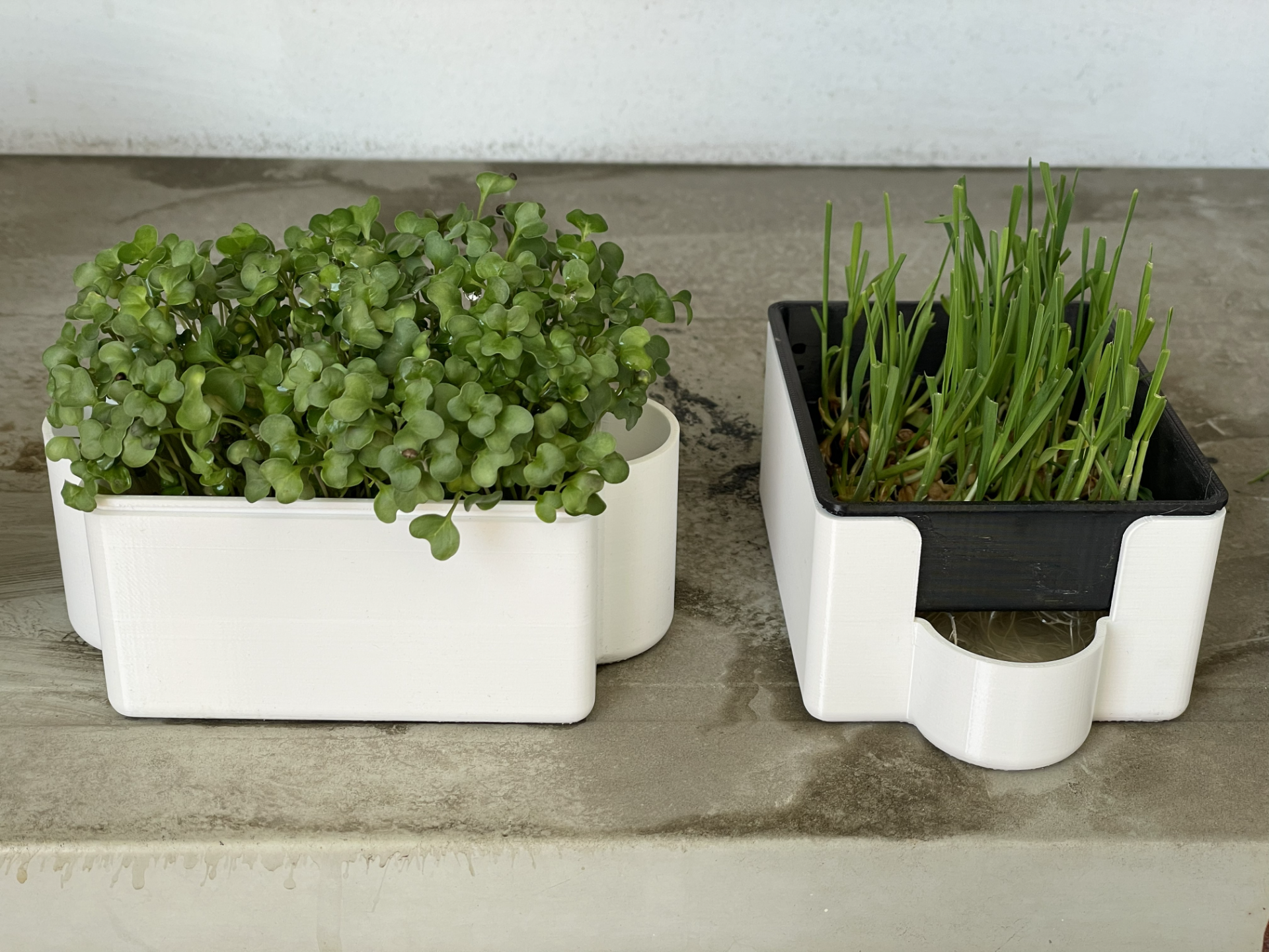 No Soil Microgreens Tray