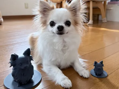 Coco, the world's cutest chihuahua