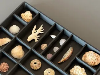 Type Case Display Art Jewellery Sea Shells