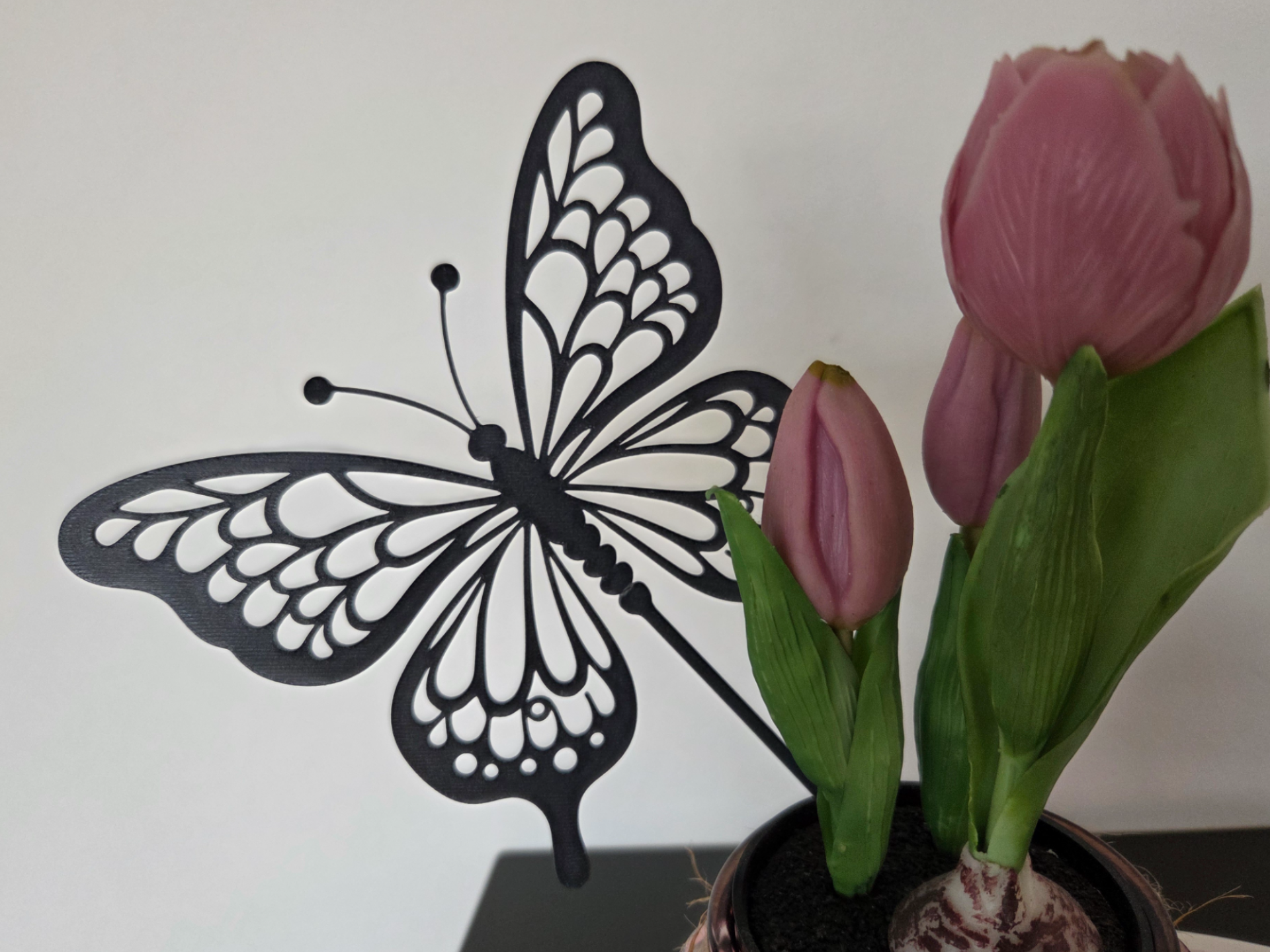 Schmetterling 