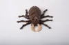 0.16mm layer, 2 walls, 20% infill