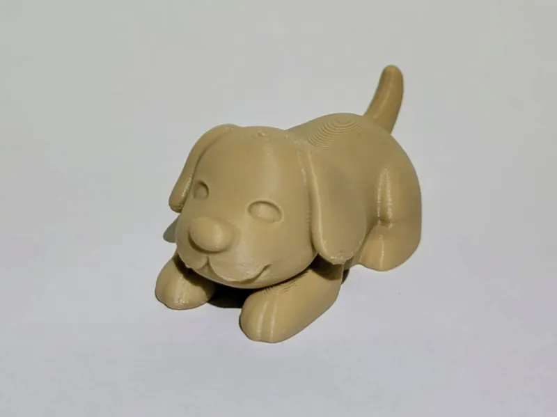 Cute little dog