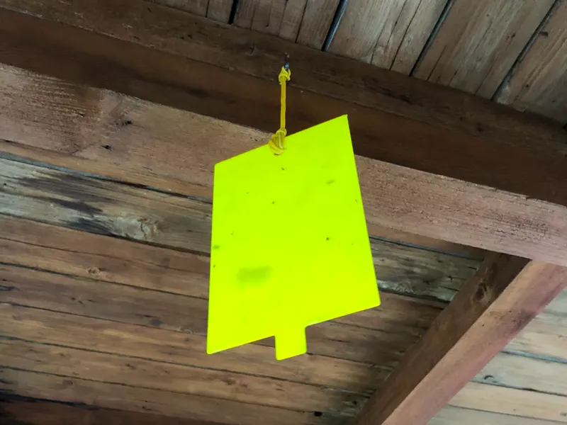 Fly Trap Plate – for Entomological Adhesive