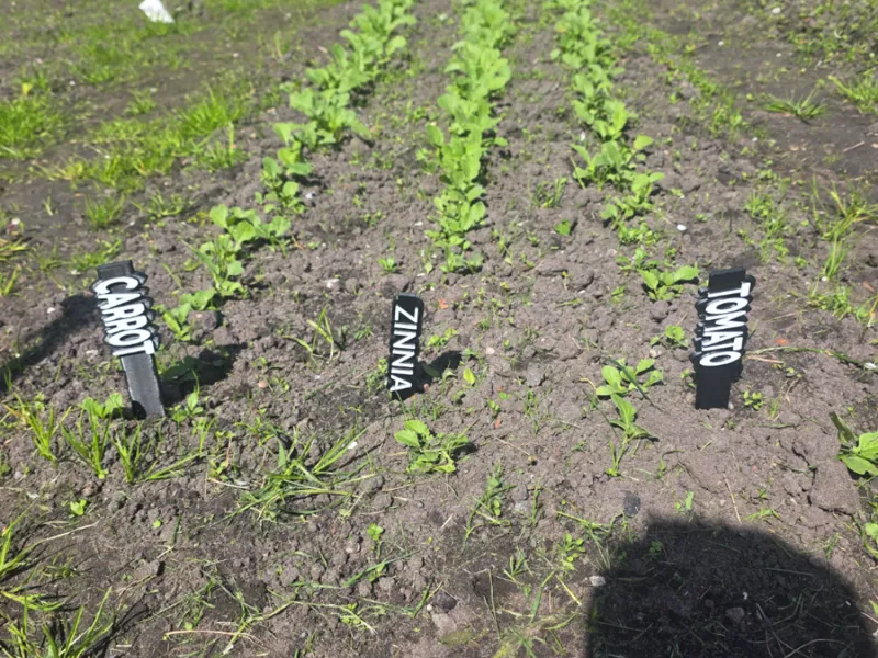 garden sticks