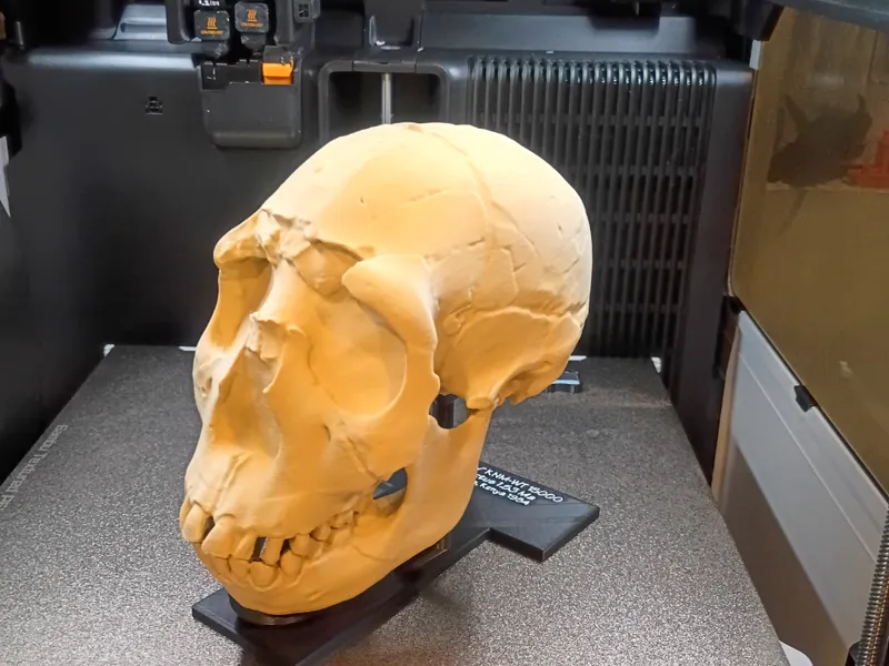 "Turkana Boy" Homo erectus skull