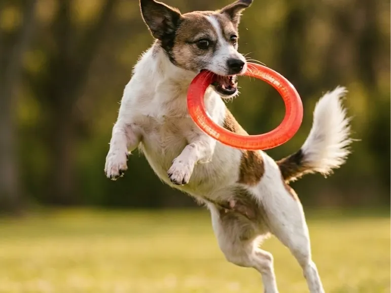 Dog-o Disk