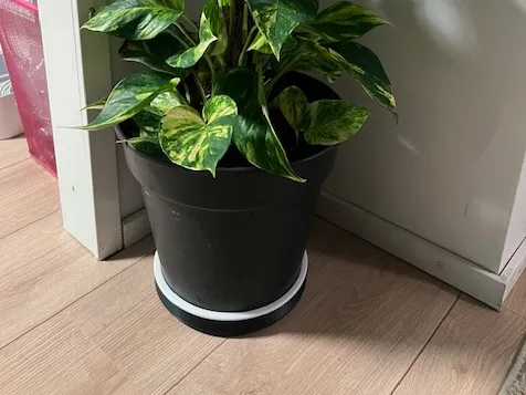 Drip Tray / Plant saucer
