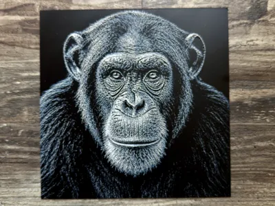Chimpanzee Wildlife Series