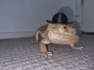 lizard bowler hat