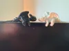 0.16mm layer, 2 walls, 15% infill