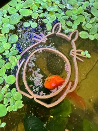 Anneau nourrisseur/plante Totoro pour aquarium — photo 4