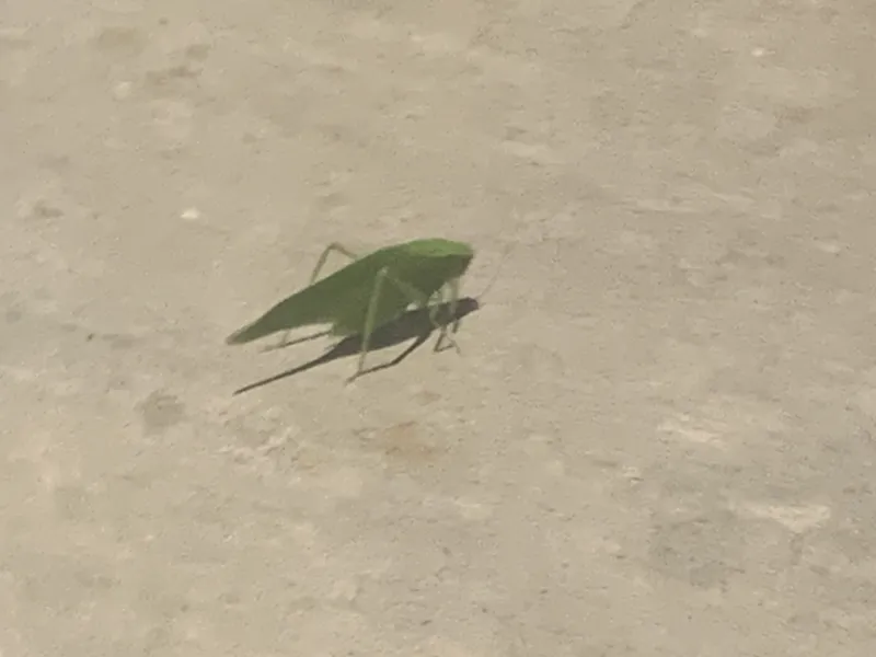 very poor quality leaf bug