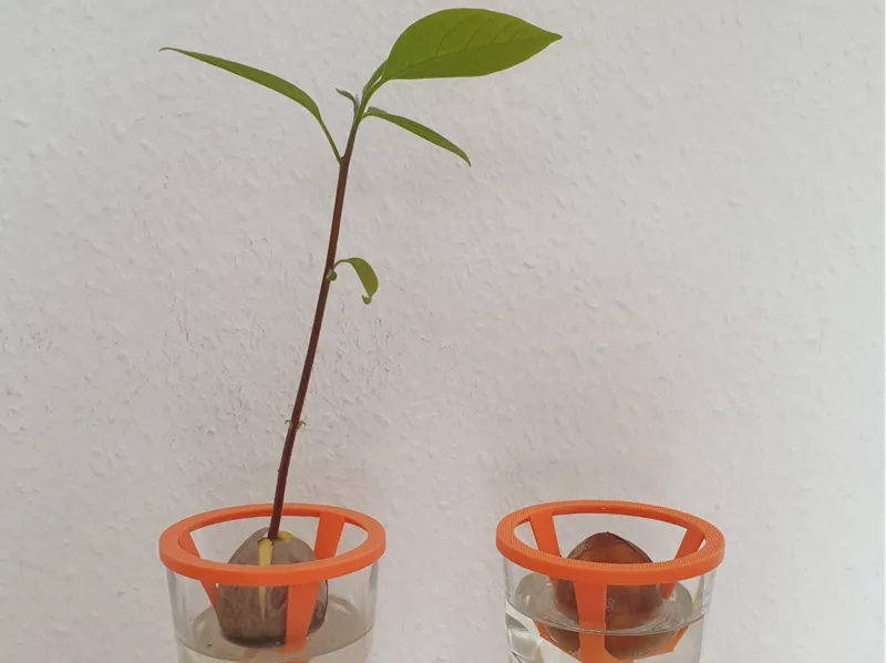 Avocado Pflanzhilfe