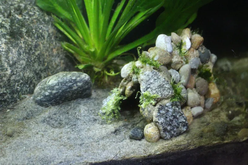 Shrimp cave