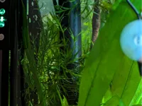 Tube d'aspiration pour filtre AquaClear 100 — photo 1