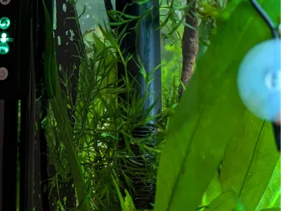 Aqua Clear 100 Intake Tube