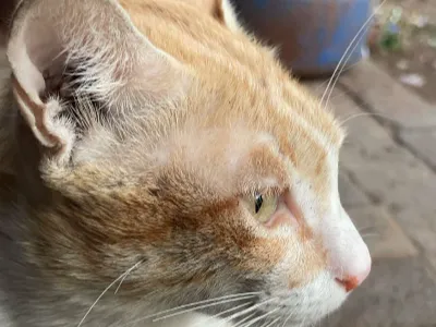 Cute & Classic Cat
