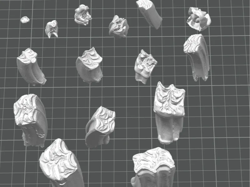 15 Fossil Horse Teeth with embedded numbers