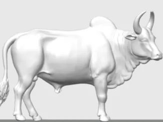ThaiLand Cow Fight
