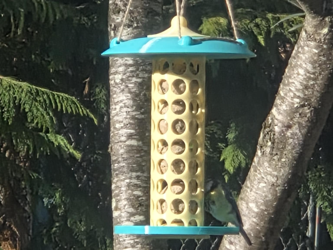 BIRD FEEDER ( FAT BALLS & SEEDS VERSION )